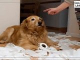 Secrets to Dog Training - Training a Dog the Easy Way.