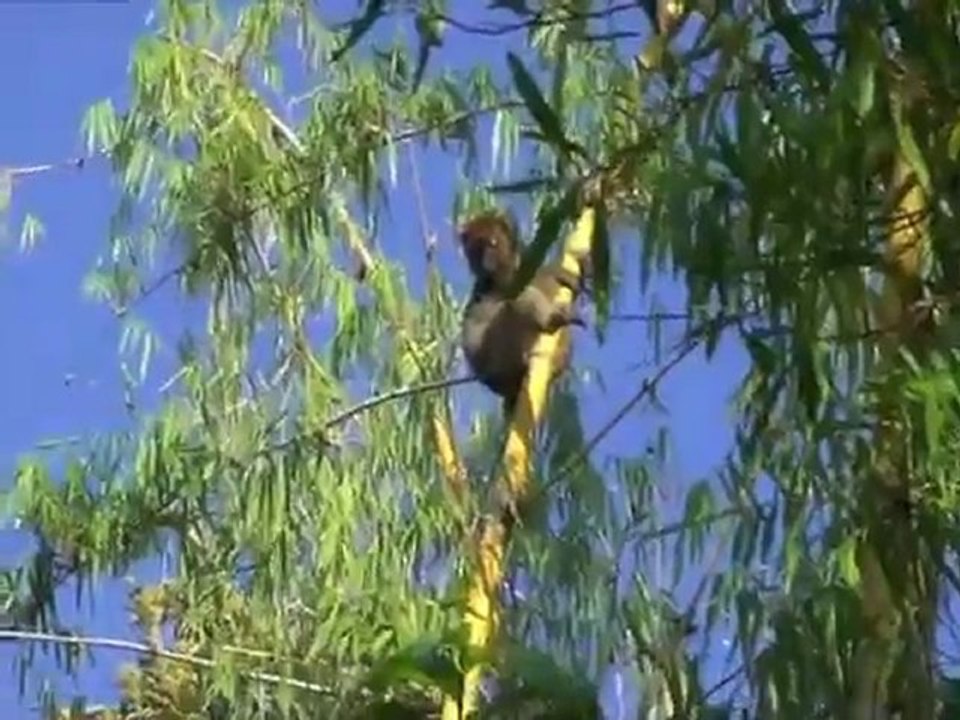 Projet "bamboo lemur" Mai 2011