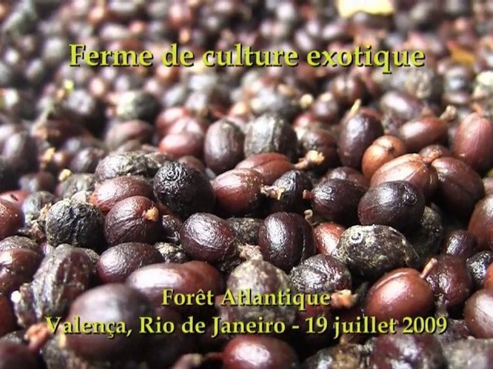 Brésil terrain exotique 19 juillet 1/2