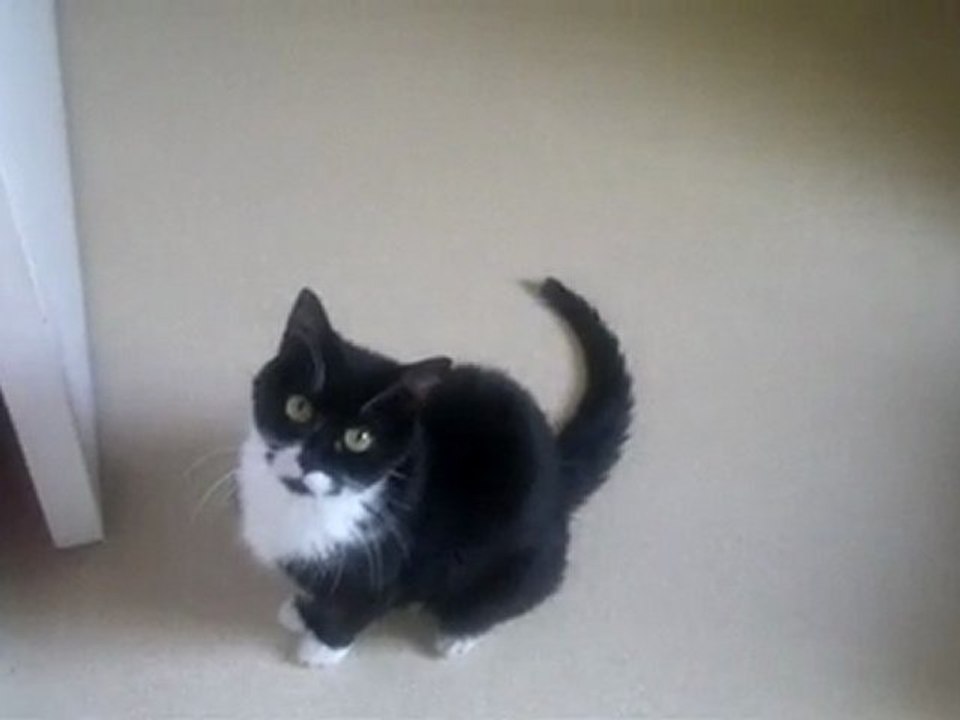 3 chats à  l'heure du repas