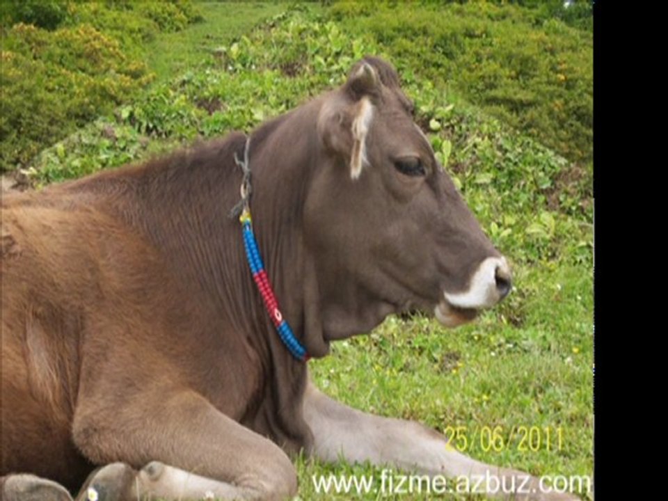 2011 fizme den kareler
