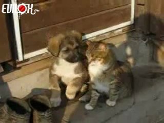 EVILOX_chien-calin-chat