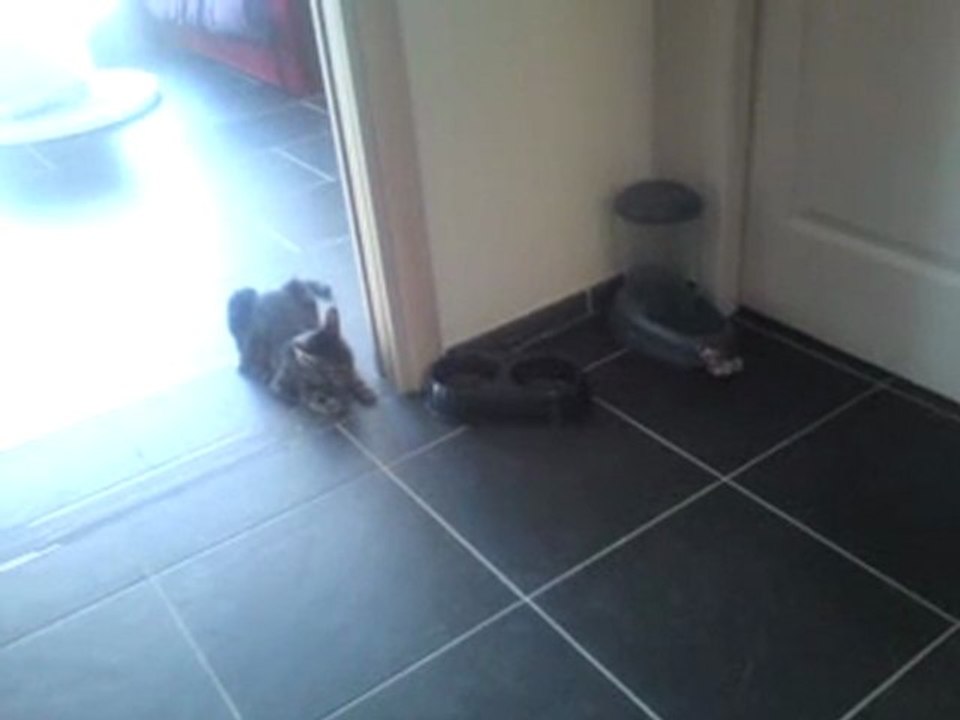 Bob_chasseur_de_croquettes