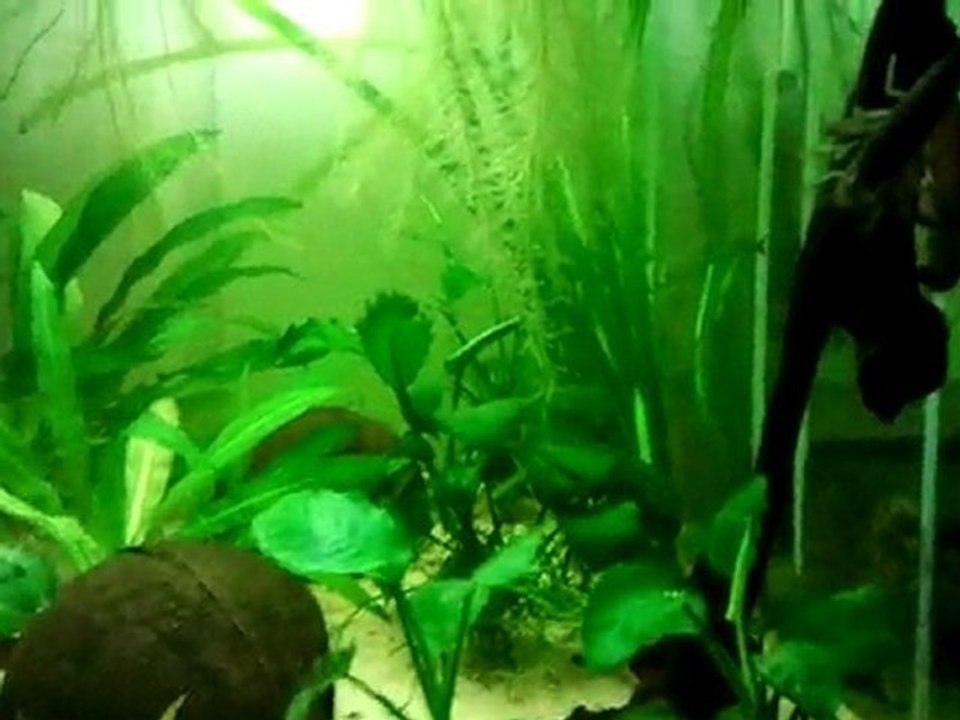 Vidéo0051