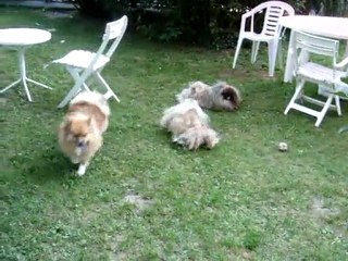 Souveraine et Dandy foufou,