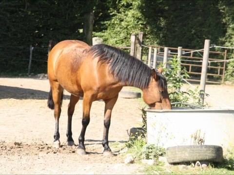 Horse-ball de la fête du club