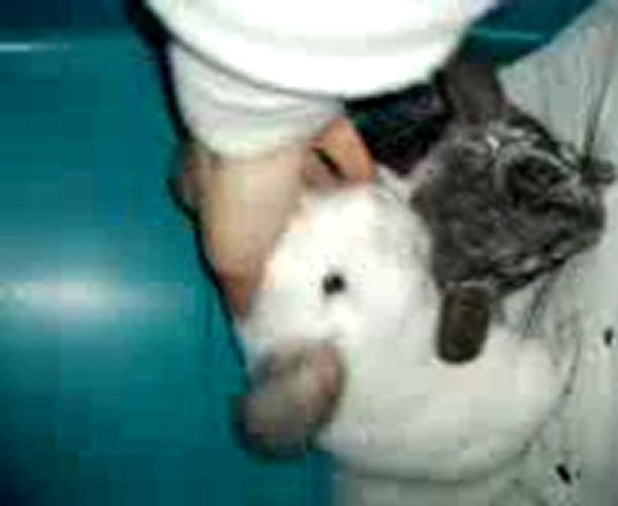 Miel Pops qui râle...