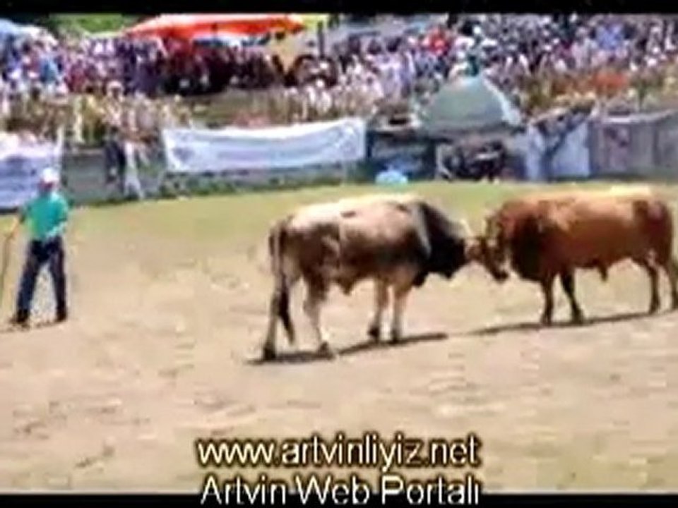 Artvin Kafkasör Boğa Güreşleri 2011-www.artvinliyiz.net