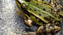 TOAD & FROG I