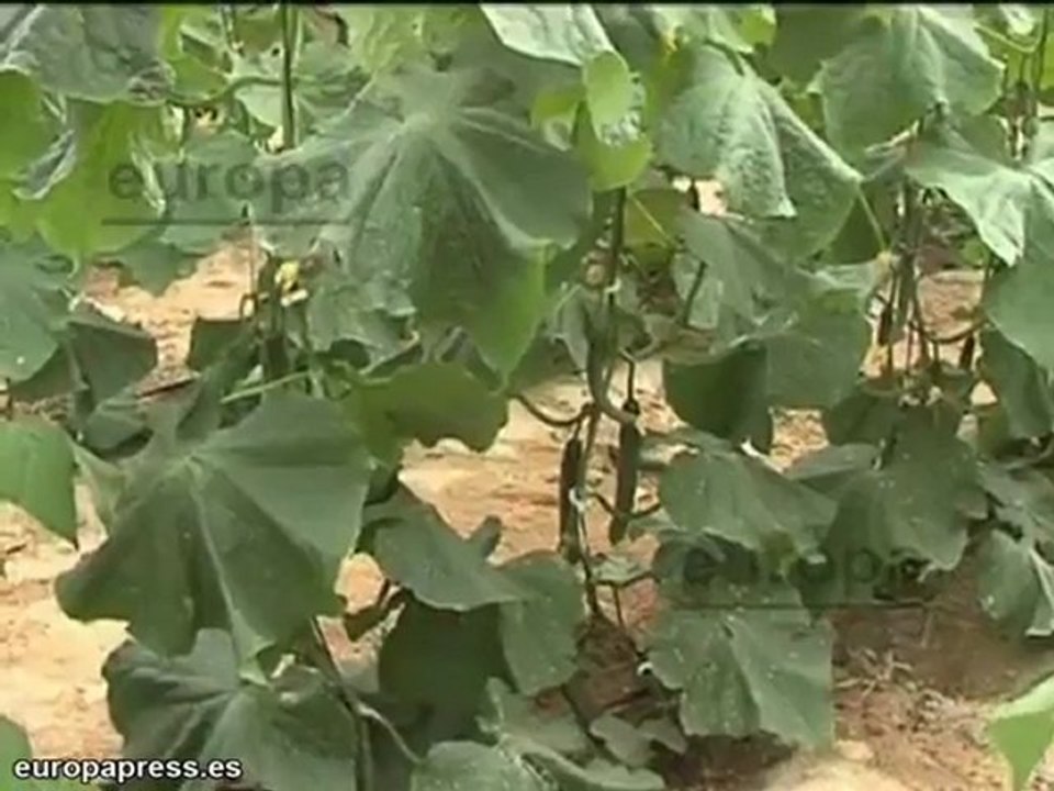Consejera de Agricultura prueba los pepinos