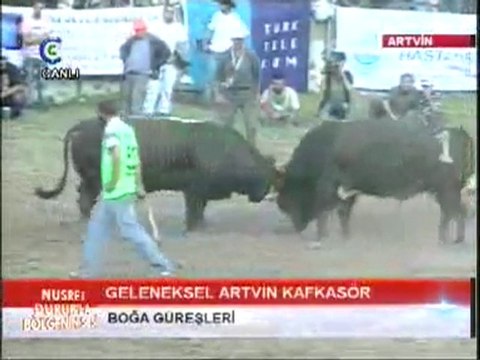 Kafkasör Boğa Güreşleri 2011- Başaltı Final Güreşi Video