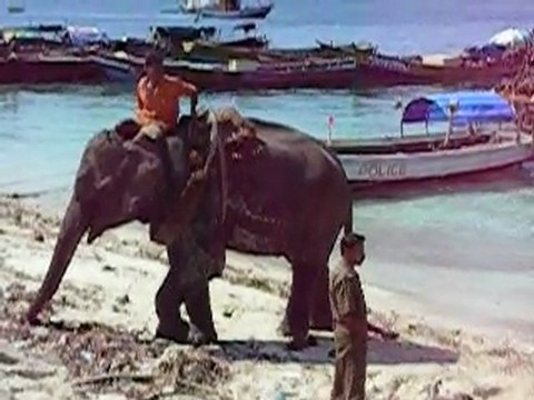 Travail élephants îles andaman - Havelock