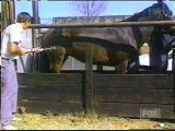Le cheval n'est pas content