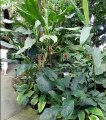 Les plantes des forêts tropicales humides des serres du Jardin botanique du Montet