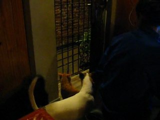 Le chat qui sauve son copain le chien