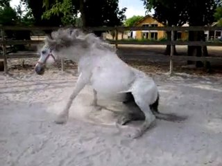 Orient lave plus blanc