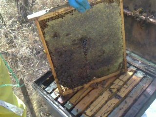 Castrado de colmenas