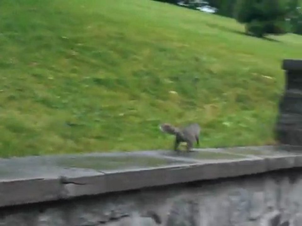 Mes amis les ecureuils de Mont Royal