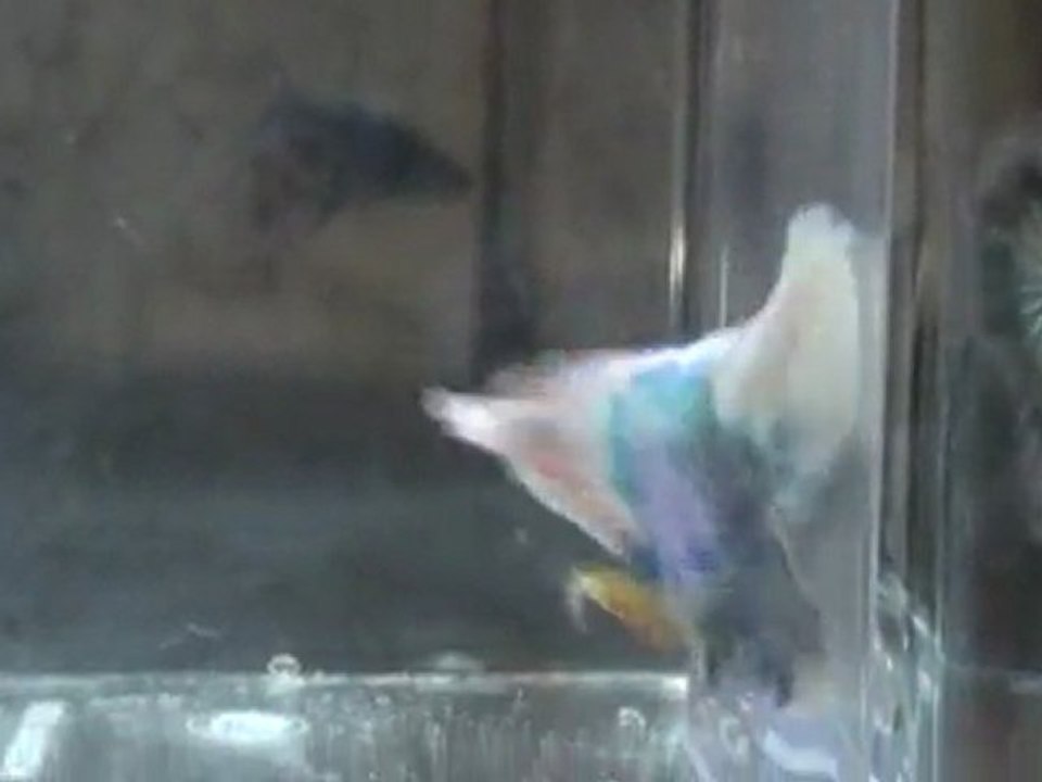20110701200202