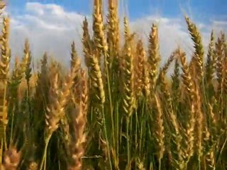 Tigem  Çiftliğinde Arıcılık 3