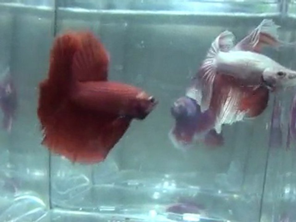 20110701194845