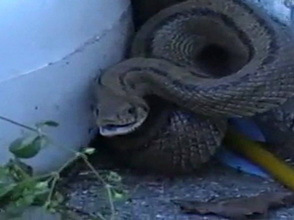 Cobra no Quintal