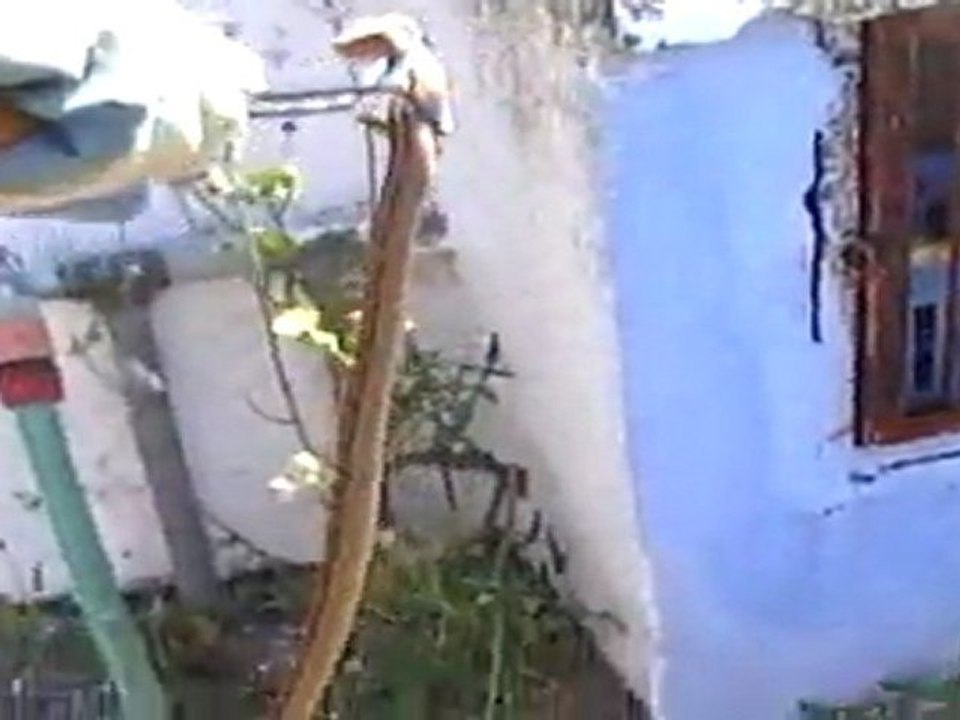 Outra Cobra no Quintal