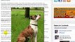 American Staffordshire Terrier caracter, conducta y Verdades