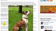 American Staffordshire Terrier caracter, conducta y Verdades