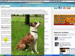 American Staffordshire Terrier caracter, conducta y Verdades