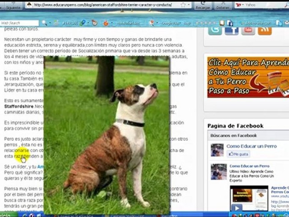 American Staffordshire Terrier caracter, conducta y Verdades