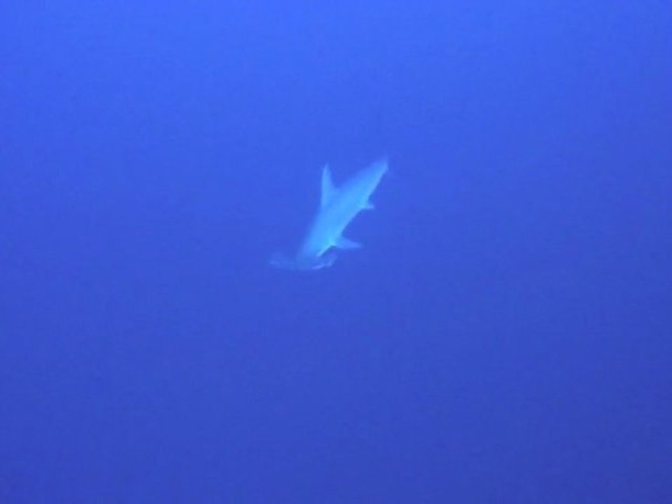 Requins Marteau Daedalus Nov 2010 - Egypte