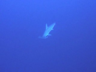 Requins Marteau Daedalus Nov 2010 - Egypte