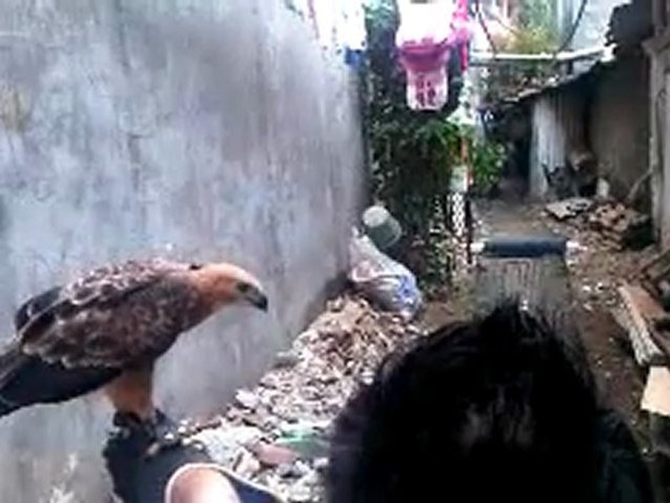 paco