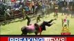 Pongal Festival - Jallikattu Bull Fight in Tamil Nadu