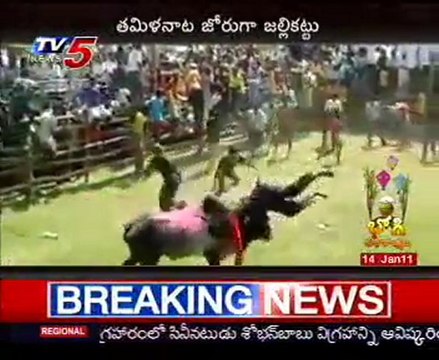Pongal Festival - Jallikattu Bull Fight in Tamil Nadu