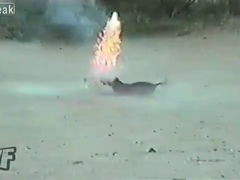 Happy 4th Of July To All - Patriotische Cute Dog