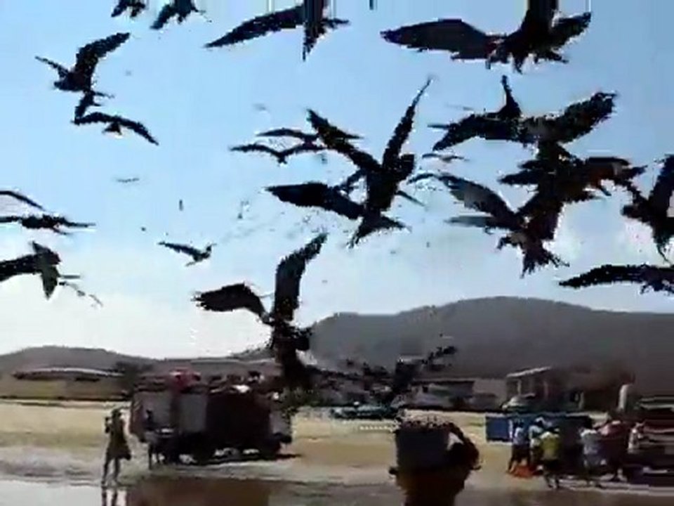 Fisherman Vs Birds