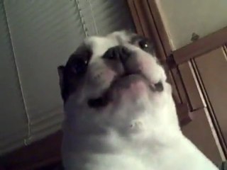 Hond houdt van Kietelen