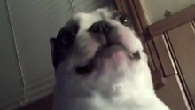 Hond houdt van Kietelen