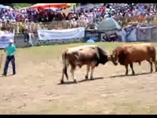 kafkasor-de-nefes-kesen-boga-guresleri[1]