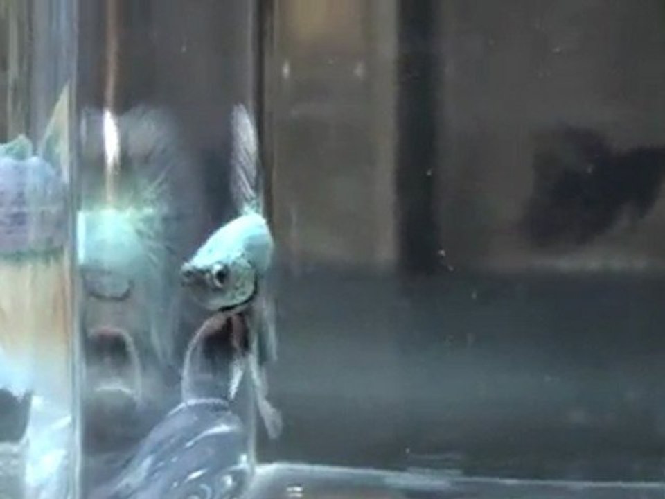 20110701200033