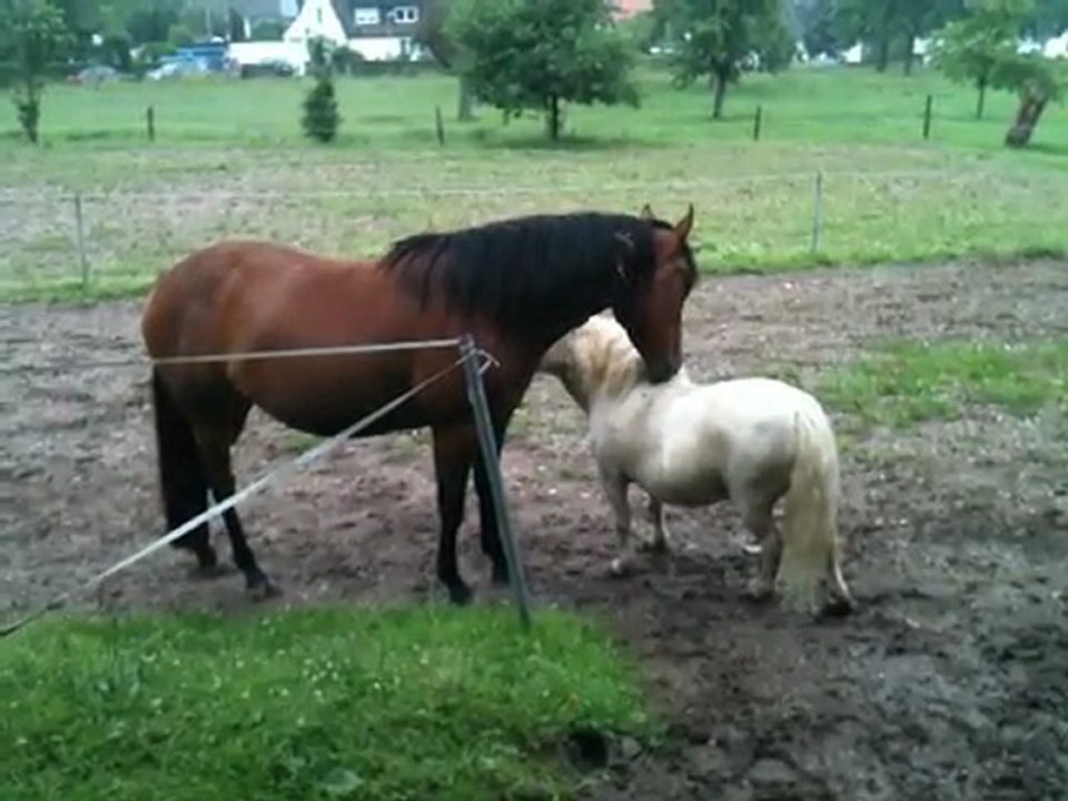 calin5