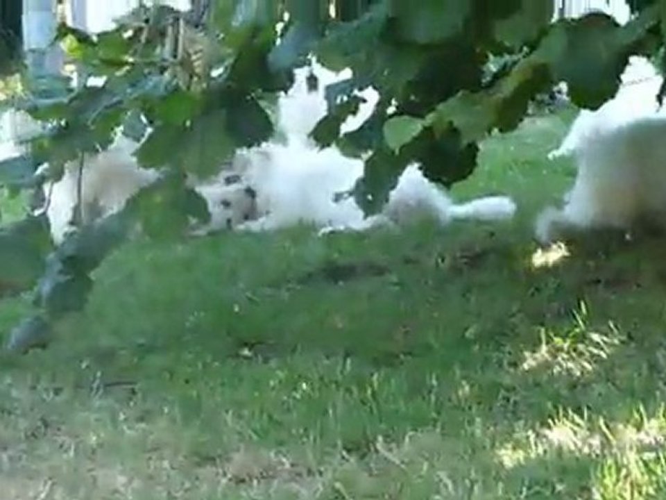 Bébés Daelynn &  Heaven