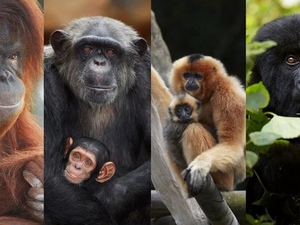 Official launch of the Ape campaign!