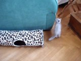 Les chatons jouent au tuyau !
