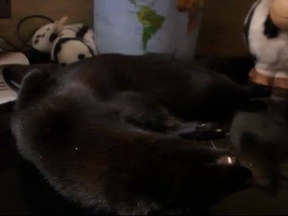 Bretzel mon vison fait dodo 03/07/2011 / my pet mink sleeps