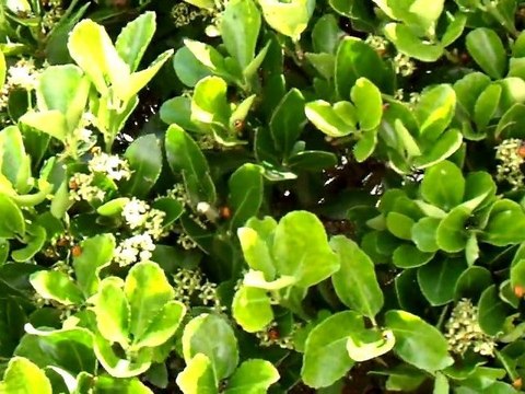 Invasion de coccinelles sur le littoral vendéen