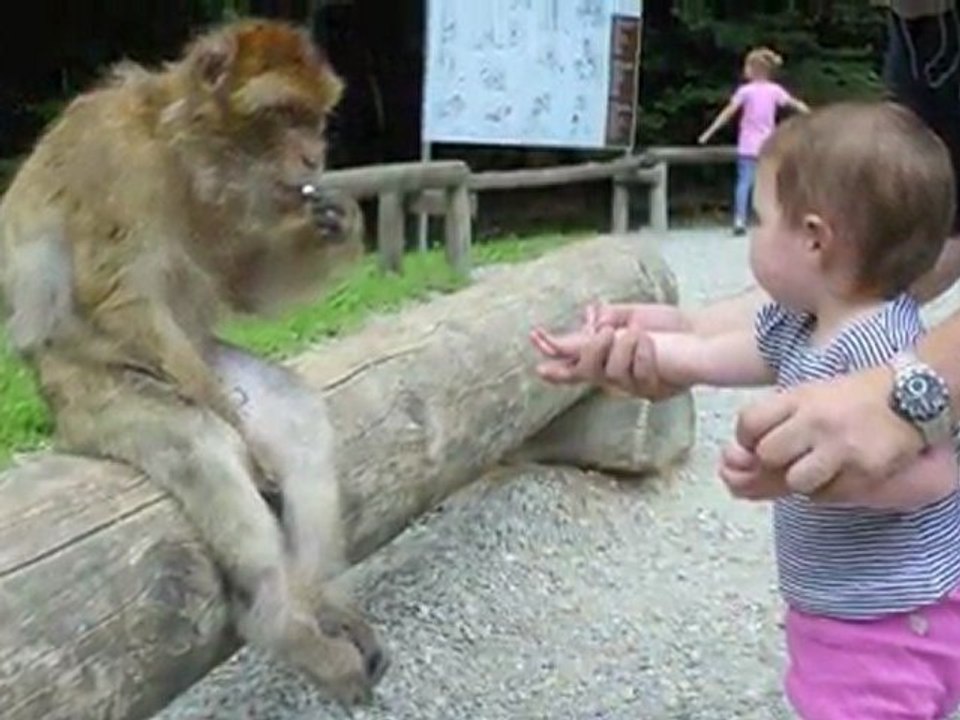 Monkey business