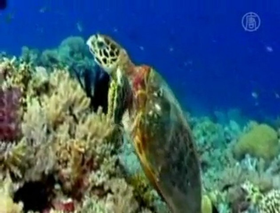 La faune marine menacée d’extinction